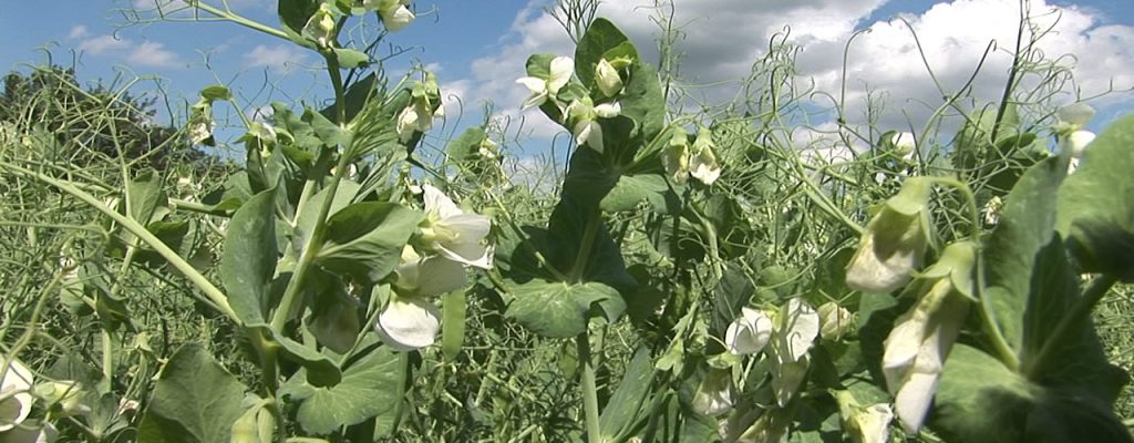 Pea crop in biopesticides field trails - Green Shoots image