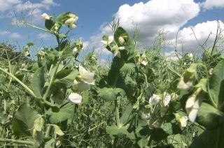 Pea crop in biopesticides field trails - Green Shoots image